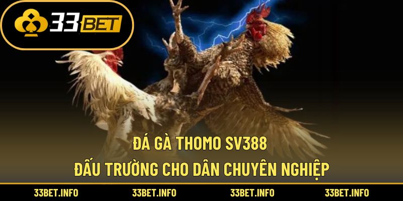 Đá Gà Thomo Sv388 – Đấu Trường Cho Dân Chuyên Nghiệp