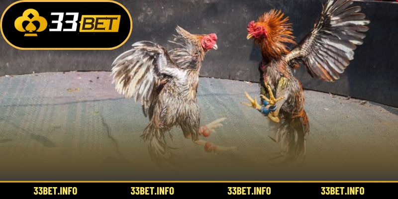 Hướng dẫn chi tiết cách chơi đá gà online hiệu quả