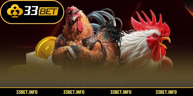 Hướng dẫn đặt cược tại sàn đá gà Thomo