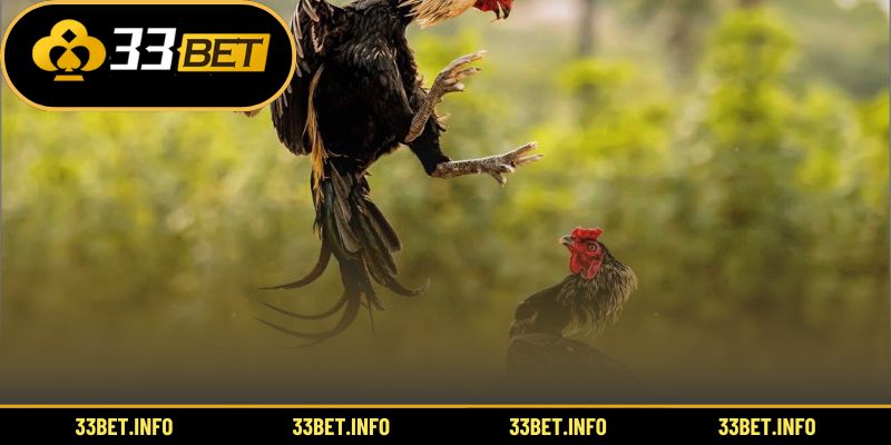 Hướng dẫn tham gia đấu gà trực tuyến chi tiết