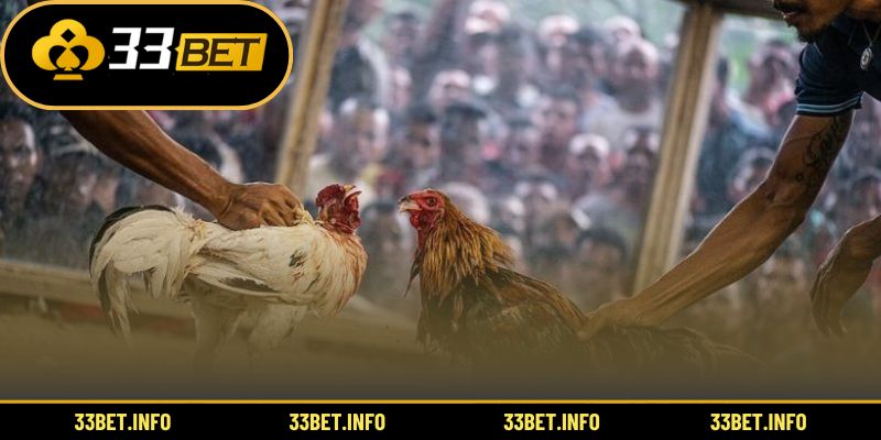 Khung cảnh sôi động tại trường gà Thomo