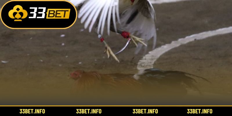 Quy trình cá cược đá gà online nhanh chóng