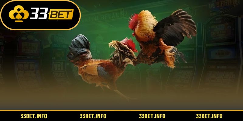 Toàn cảnh những trận đấu gay cấn phong cách Mỹ