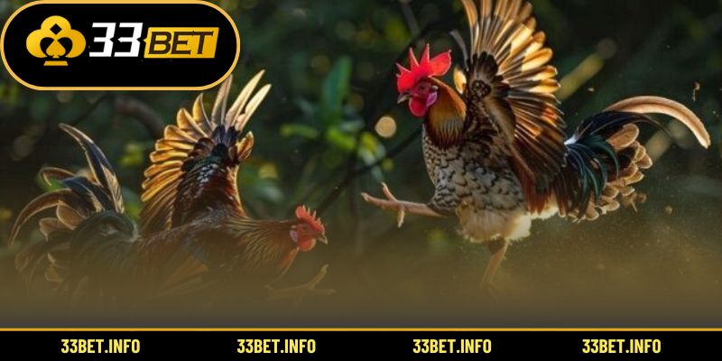 Toàn cảnh sảnh cược đá gà online hấp dẫn tại Việt Nam