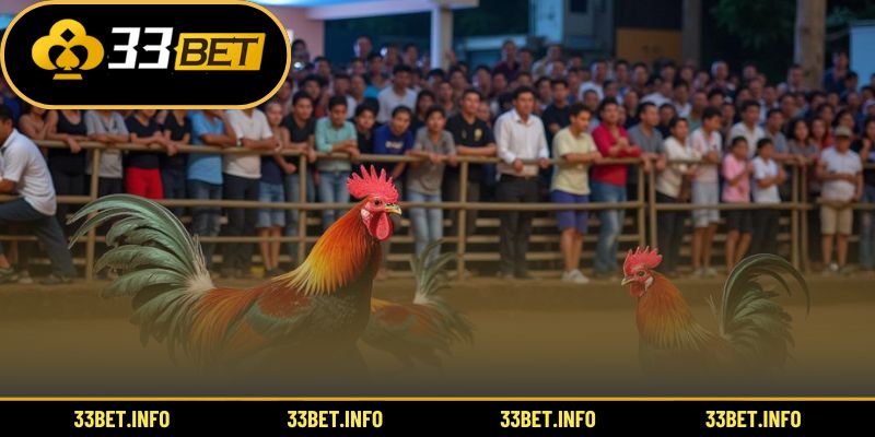 Toàn cảnh sảnh thi đấu gay cấn tại đá gà trực tuyến