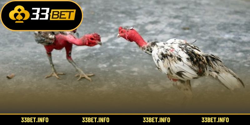 Trải nghiệm mô hình cá cược gà online sôi động