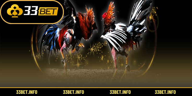 Trải nghiệm thương hiệu đá gà hàng đầu thế giới