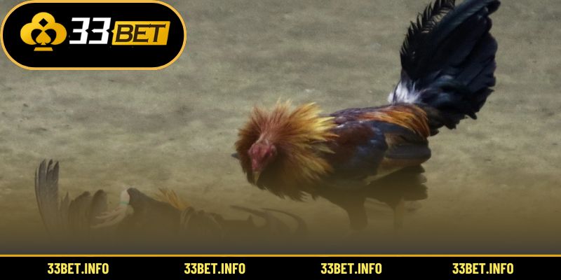 Trải nghiệm ưu điểm của đá gà đổi thưởng online