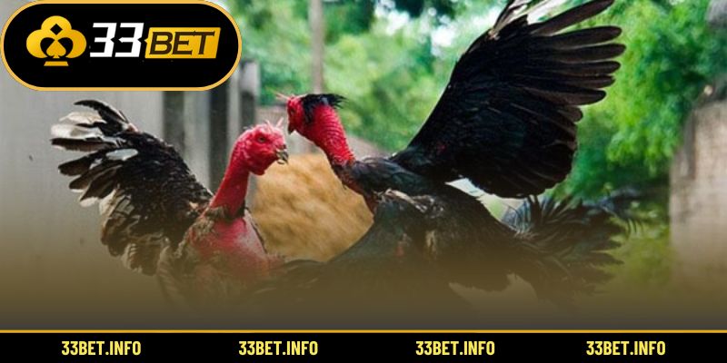 Trải nghiệm ưu điểm nổi bật khi chơi đá gà online Việt Nam