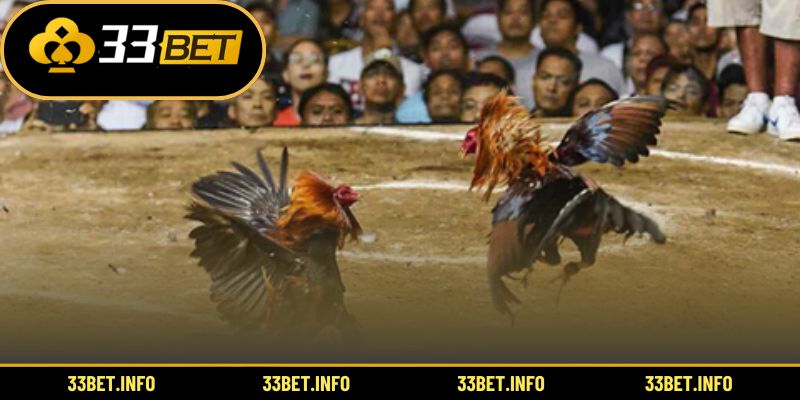 Trận đấu kịch tính tại sảnh đá gà được yêu thích nhất