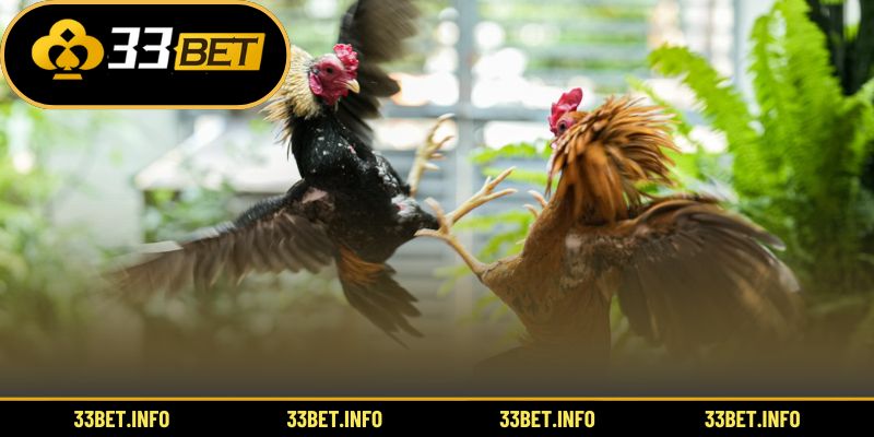 Ưu thế nổi bật của nền tảng đá gà quốc tế