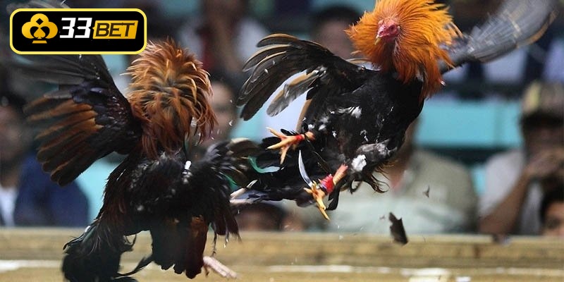 Gà Chọi Bình Định - Tuyệt Đỉnh Chiến Kê Đất Võ Tây Sơn