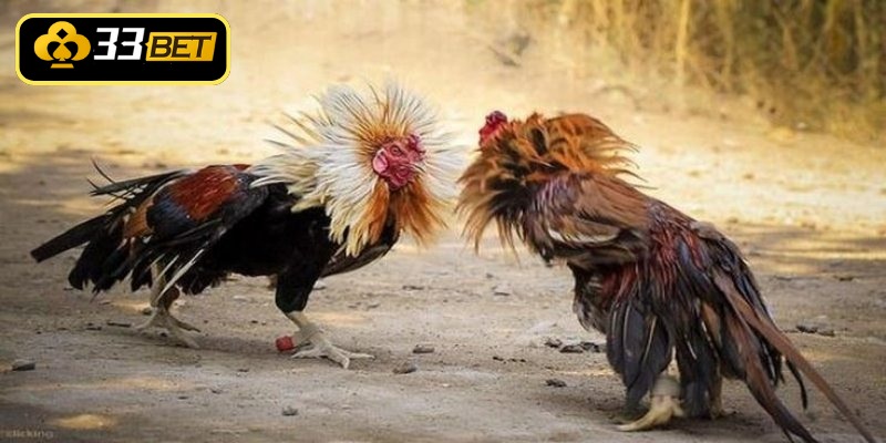 Quy trình huấn luyện chiến kê chuyên nghiệp