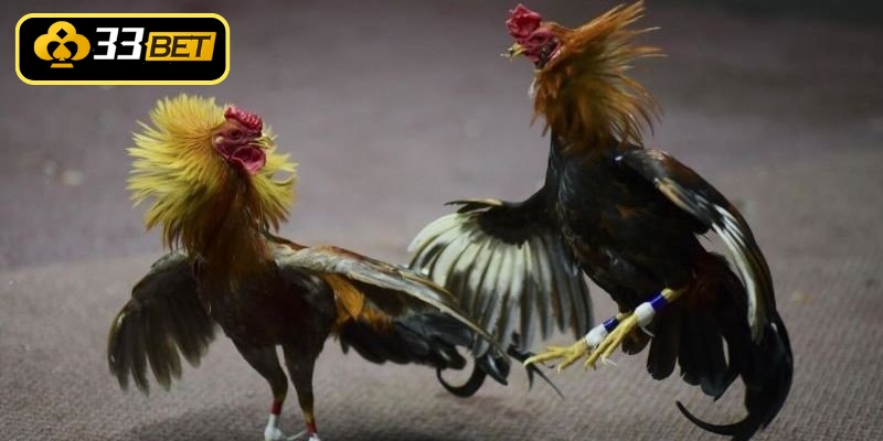 Tiêu chí lựa chọn mua linh kê đất võ